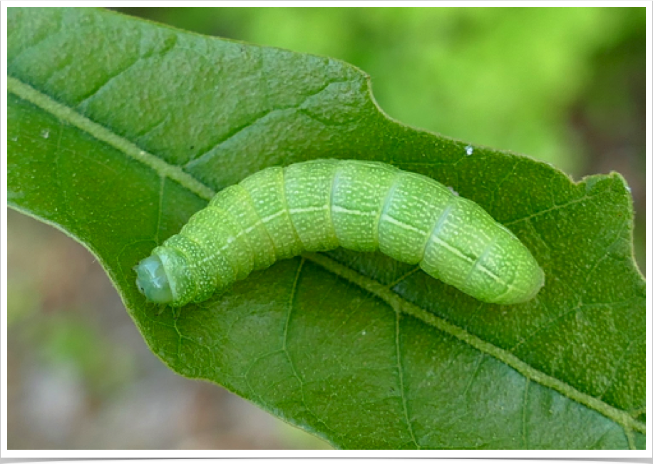 Cosmia calami
American Dun-bar
Perry County, Alabama